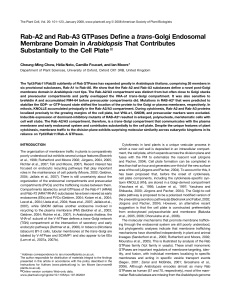 Rab-A2 and Rab-A3 GTPases Define a trans