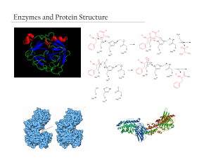 Enzymes and Protein Structure