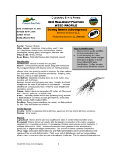 Downy brome (cheatgrass) - Colorado Parks and Wildlife