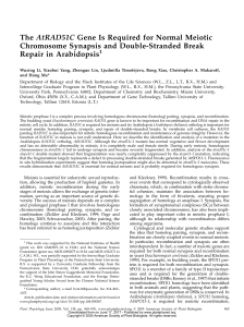 The AtRAD51C Gene Is Required for Normal Meiotic Chromosome