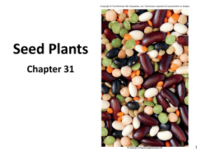 Seed Plants