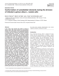 Conformation of cytoskeletal elements during the