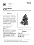 Quercus palustris Pin Oak - Environmental Horticulture