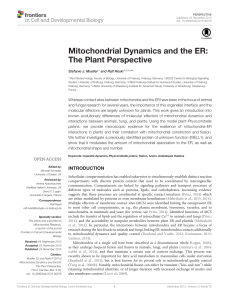 Mitochondrial Dynamics and the ER: The Plant Perspective