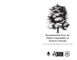 Recommended Trees for Plains Communities of Eastern Colorado