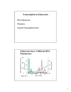 Transcription in Eukaryotes Eukaryotes have 3 different RNA