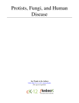 Protists, Fungi, and Human Disease