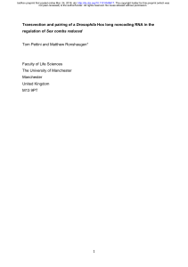 Transvection and pairing of a Drosophila Hox long noncoding RNA