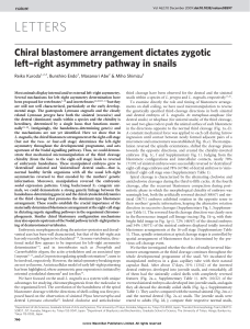 Chiral blastomere arrangement dictates zygotic left