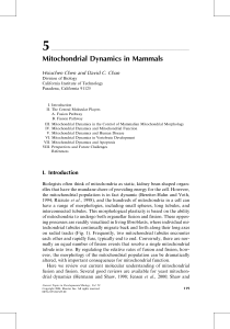 Mitochondrial Dynamics in Mammals