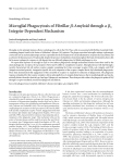 Microglial Phagocytosis of FibrillarЯ