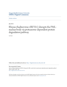 Rhesus rhadinovirus vIRF R12 disrupts the PML