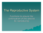 The Reproductive System