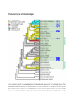Evolutionary tree of volvocine algae