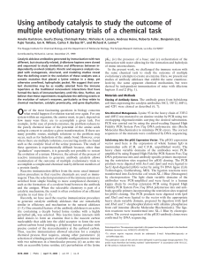 Using antibody catalysis to study the outcome of multiple