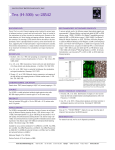 Tns (H-300): sc-28542 - Santa Cruz Biotechnology