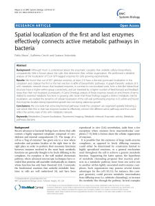 Spatial localization of the first and last enzymes effectively connects