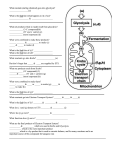 (starting chemical) goes into glycolysis?