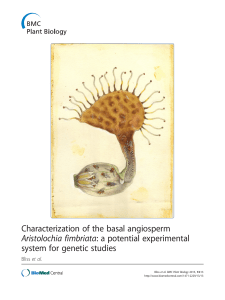 Characterization of the basal angiosperm Aristolochia fimbriata: a