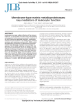 Membrane-type matrix metalloproteinases