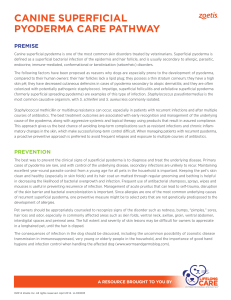 canine superficial pyoderma care pathway