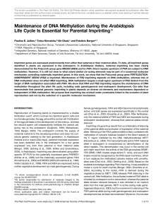 Maintenance of DNA Methylation during the Arabidopsis Life Cycle
