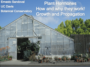 Plant Hormones Explained