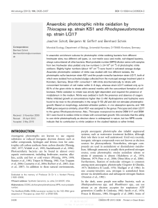 Anaerobic phototrophic nitrite oxidation by Thiocapsa