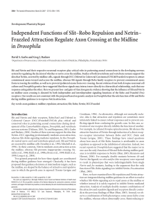 Independent Functions of Slit–Robo Repulsion and Netrin– Frazzled