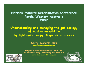 Accompanying PowerPoint file - Australian Wildlife Rehabilitation