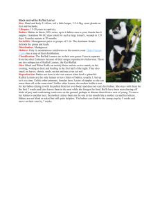 Black-and-white Ruffed Lemur: Size: Head and body 51