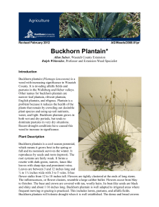 Buckhorn Plantain - Utah State University Extension