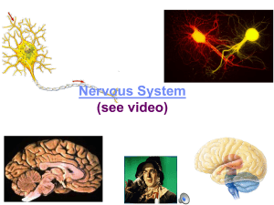 Nervous System - AP Bio Take 5