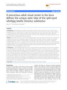 A precocious adult visual center in the larva defines the unique optic