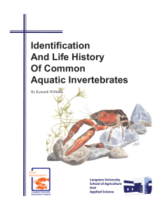 Identification And Life History Of Common Invertebrates