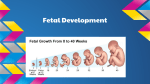 Fetal Development - County Central High School
