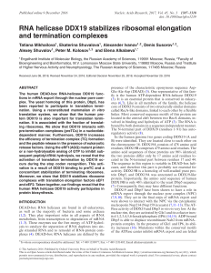 RNA helicase DDX19 stabilizes ribosomal elongation and