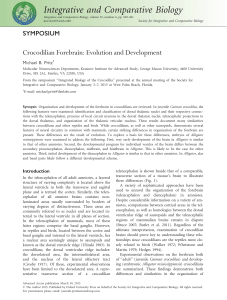 Crocodilian Forebrain: Evolution and Development