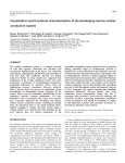 Murine conduction system development