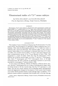 Ultrastructural studies of t /t mouse embryos