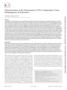 Characterization of the Determinants of NS2-3