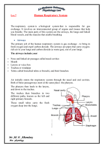 Mr. Ali H . Alhamdany Human Respiratory System