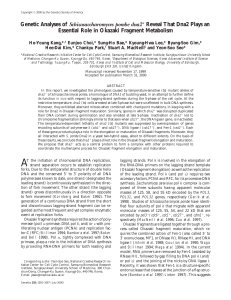 Genetic Analyses of Schizosaccharomyces pombe dna2