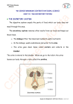 THE EXCRETORY SYSTEM THE EXCRETORY SYSTEM The