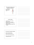 The Insect Circulatory and Respiratory Systems