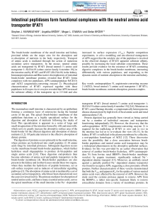 Intestinal peptidases form functional complexes with the neutral