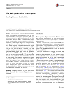 Morphology of nuclear transcription | SpringerLink