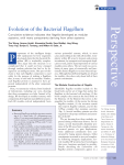 Evolution of the Bacterial Flagellum