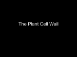 The Plant Cell Wall