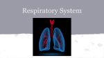 Respiratory System - County Central High School